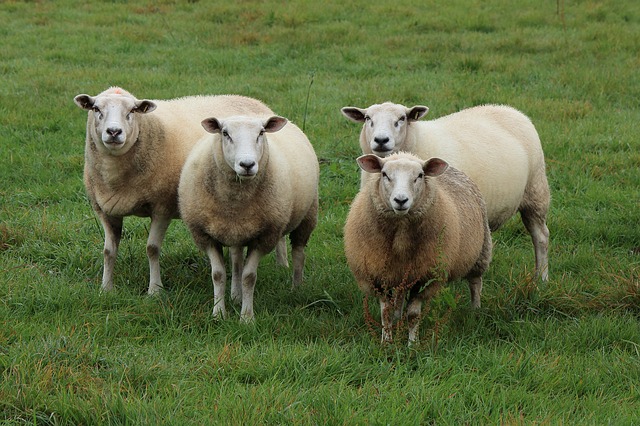 data/sheep-1763376_640.jpg