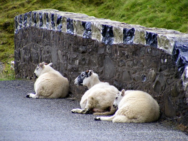 data/sheep-2359_640.jpg