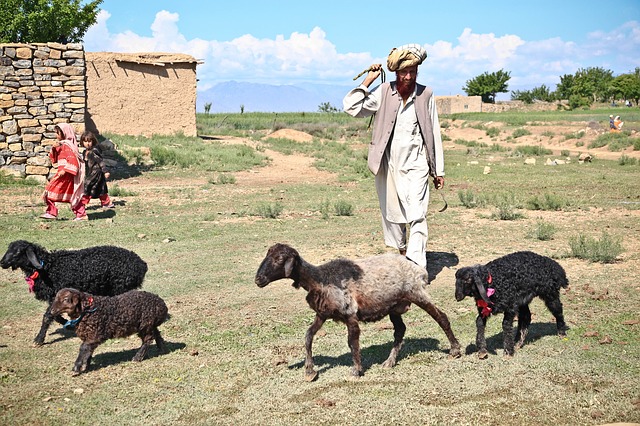 data/shepherd-60810_640.jpg