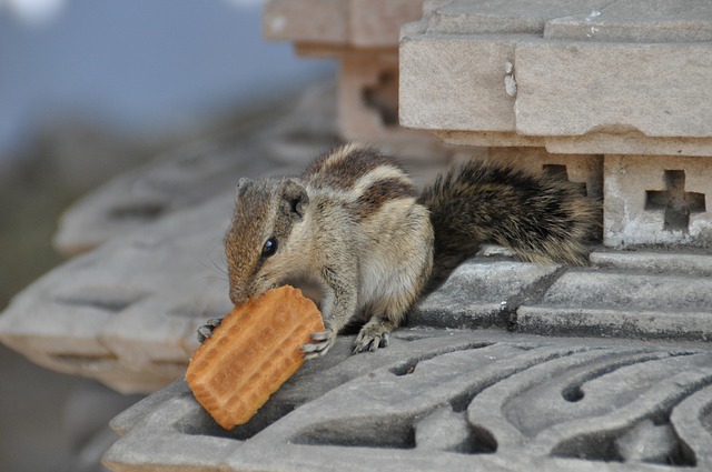 data/squirrel-2735542_640.jpg