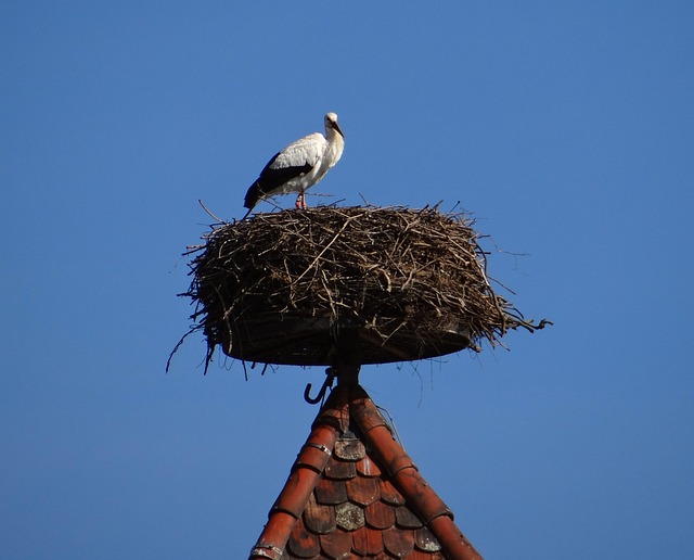 data/storchennest-244826_640.jpg