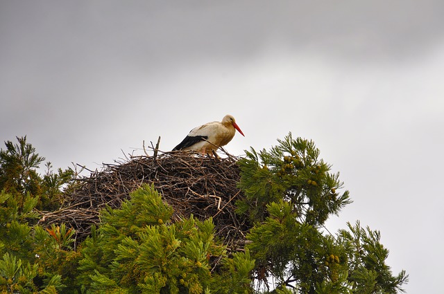 data/stork-273571_640.jpg
