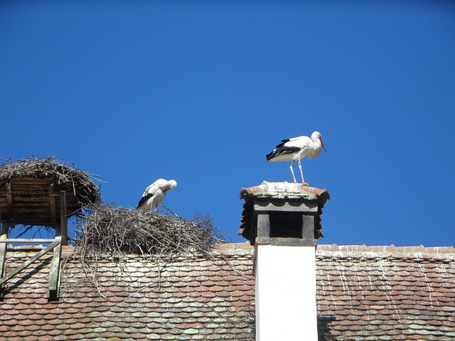 data/stork-328438_640.jpg