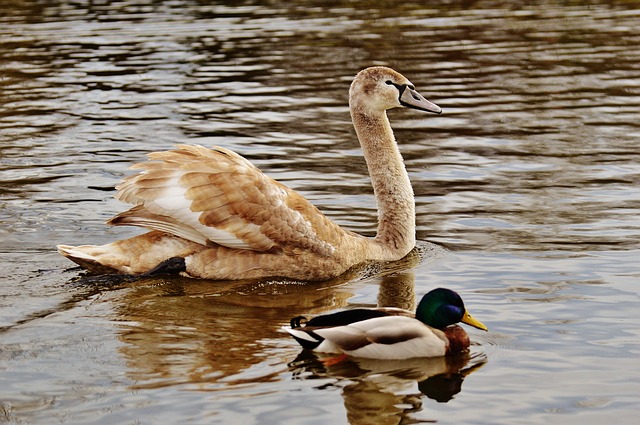 data/swan-1185613_640.jpg