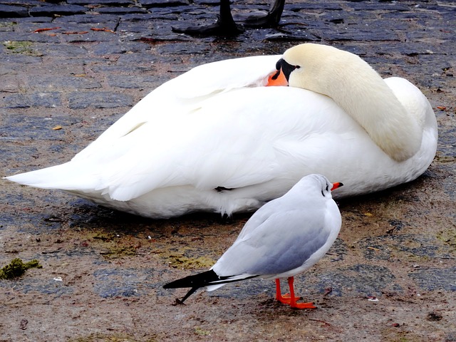 data/swan-1637438_640.jpg