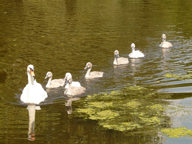 data/swan-5086_640.jpg