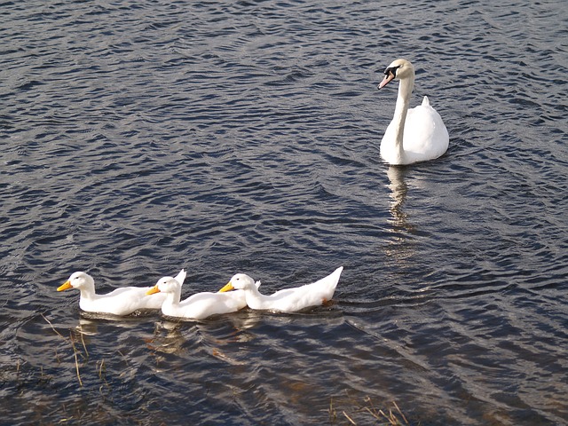 data/swan-71067_640.jpg