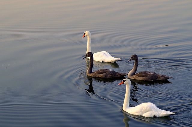 data/swans-1639663_640.jpg