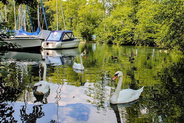 data/swans-2703756_640.jpg
