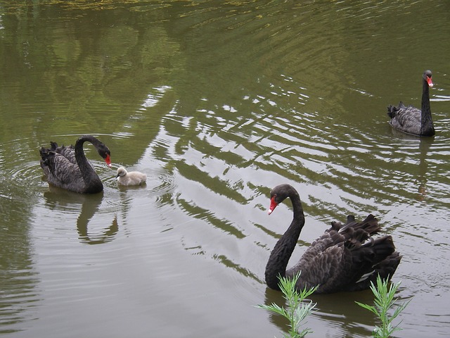 data/swans-75767_640.jpg
