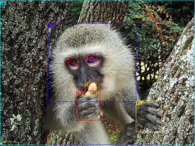data/vervet-337539_640.jpg