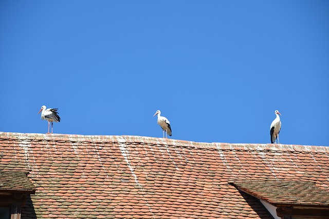 data/white-storks-447548_640.jpg